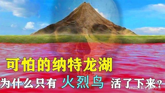 纳特_那这只FC2为何不花大价钱来收购一个