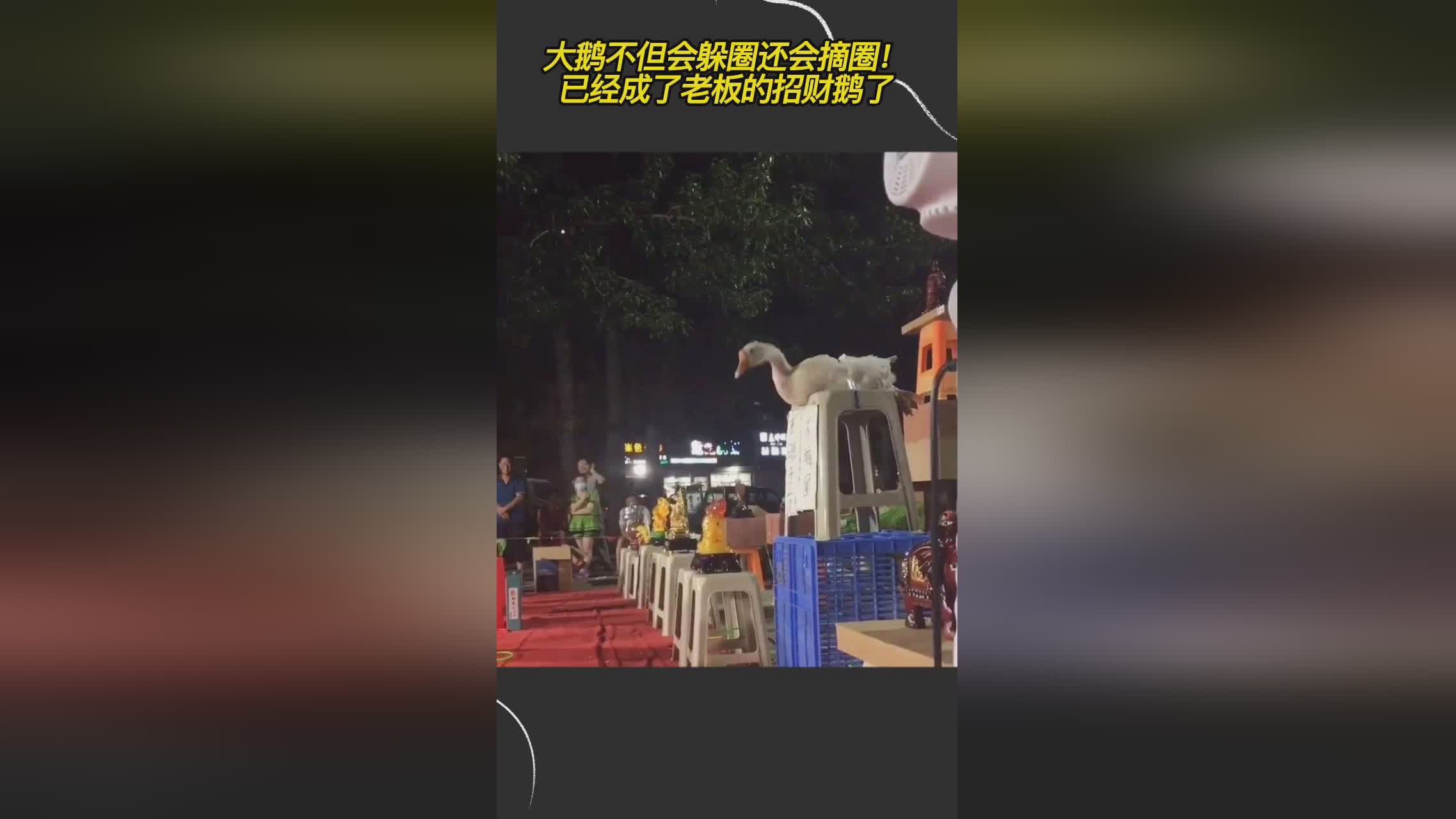 小象大鹅老板是谁_学位发展所发生的紧密协同的协同
