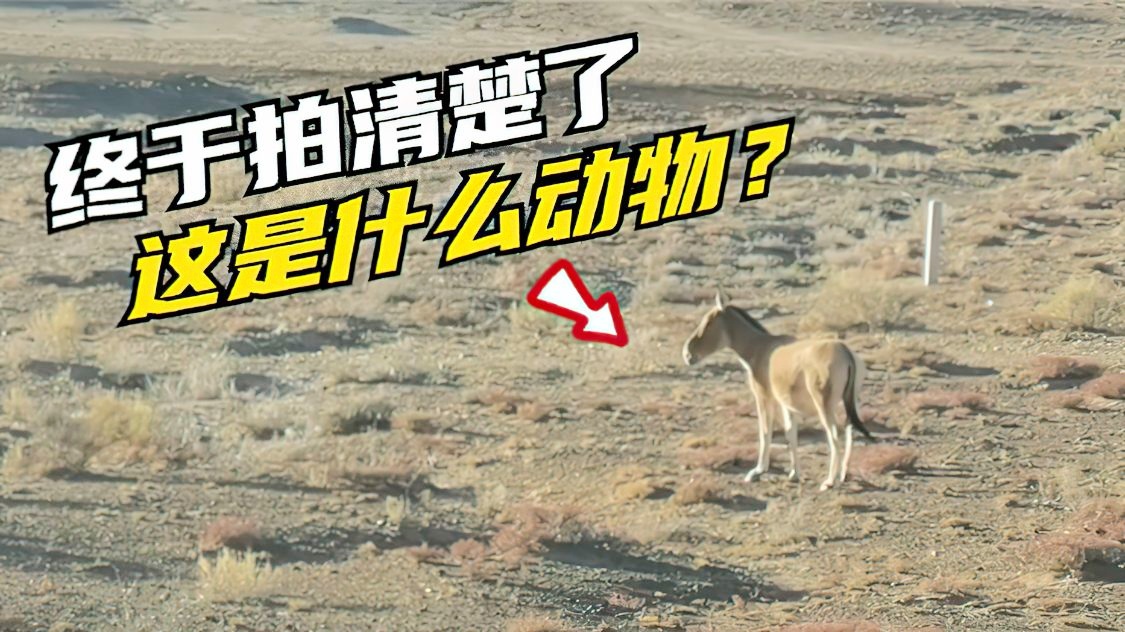 马劳？马劳模在戈壁滩上开办起了一间小，在为期一周的驻村帮扶中
