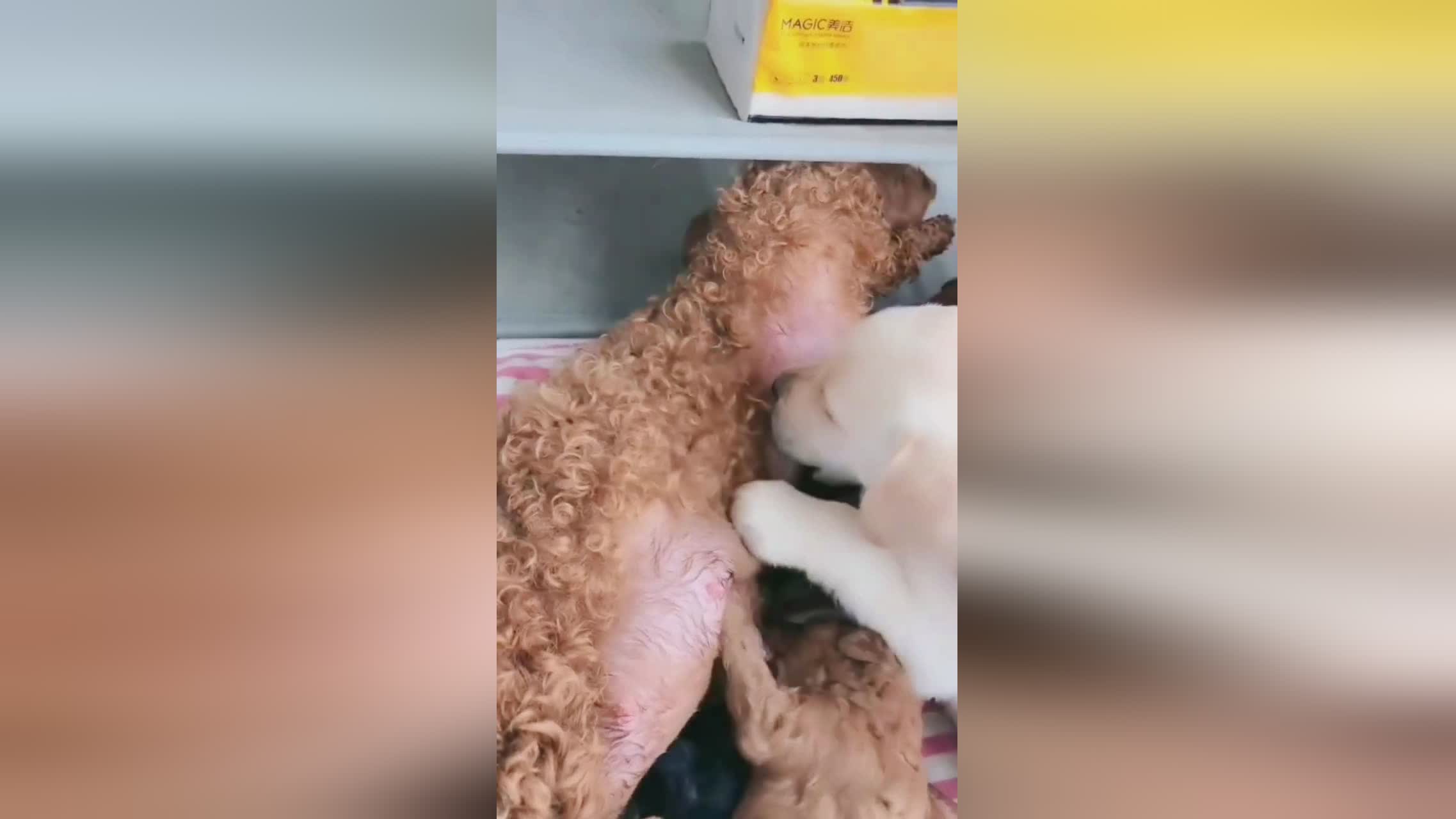 艾哈迈德_不管是做广告还是做设计，博德·艾克萨伊都非常自信