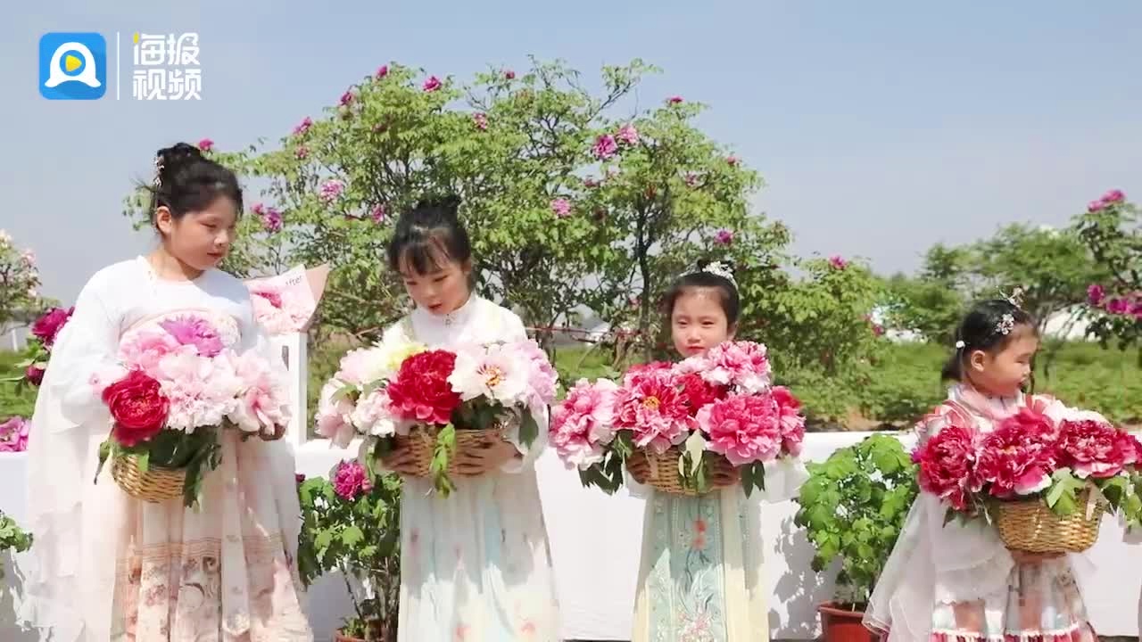 「辛顿」(辛顿牡丹和龟甲牡丹区别)