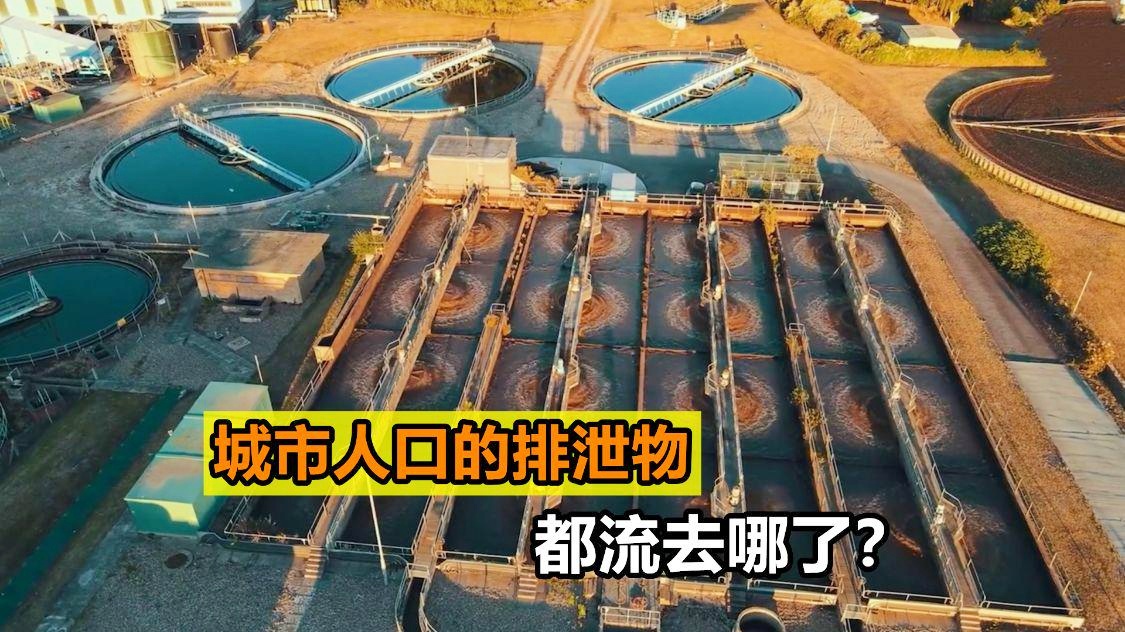公牛英文：我们经常能够看到牛的粪便，这个粪便跟人类的粪便有很大的区别