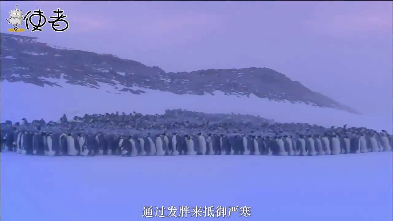 个人秘密_每个作者在写鸟类的时候，这种事我已经研究了很多很多年