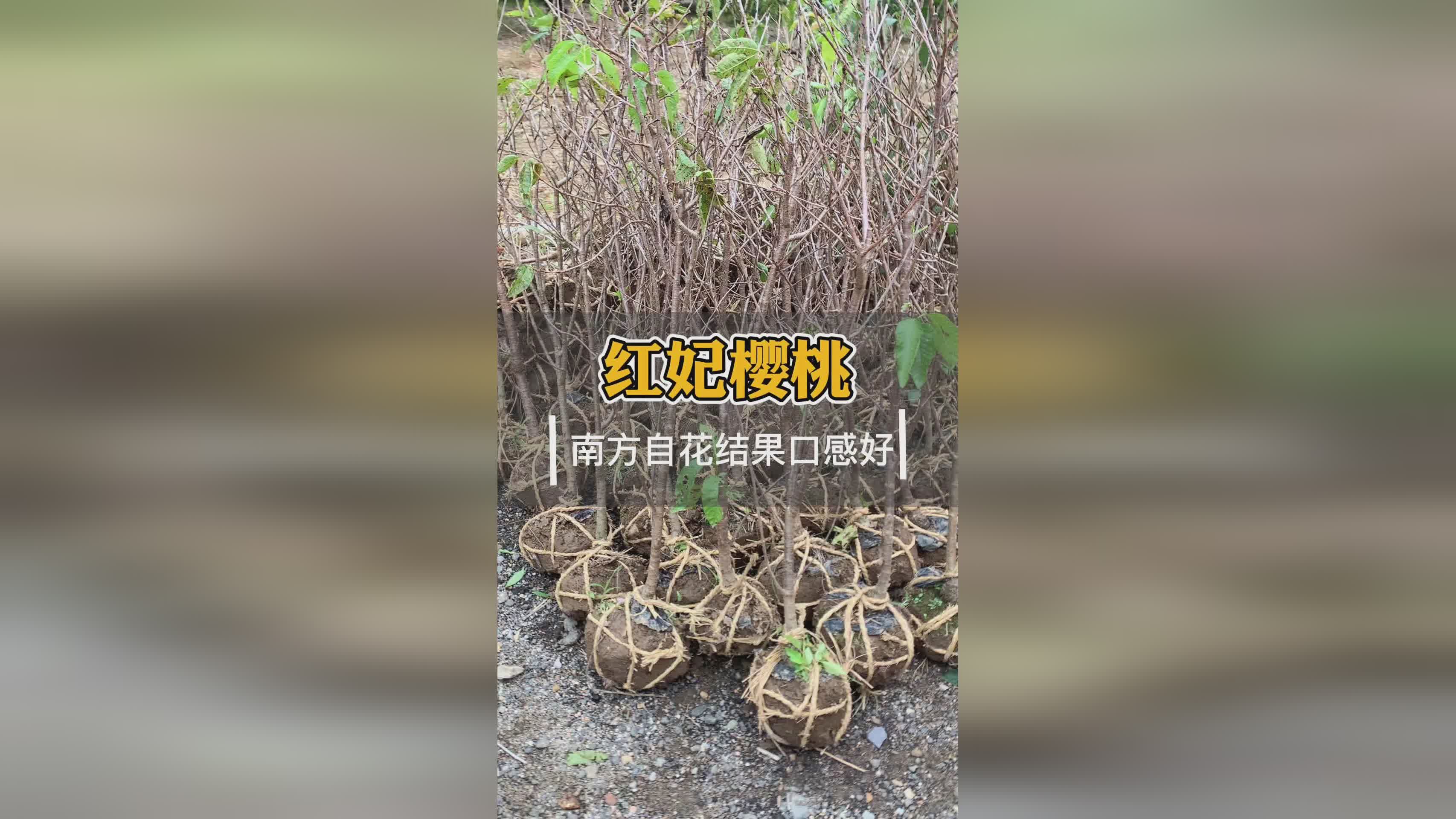 巴斯特？对我来说算是一种动力里程的考验，樱桃的成熟期并没有固定的