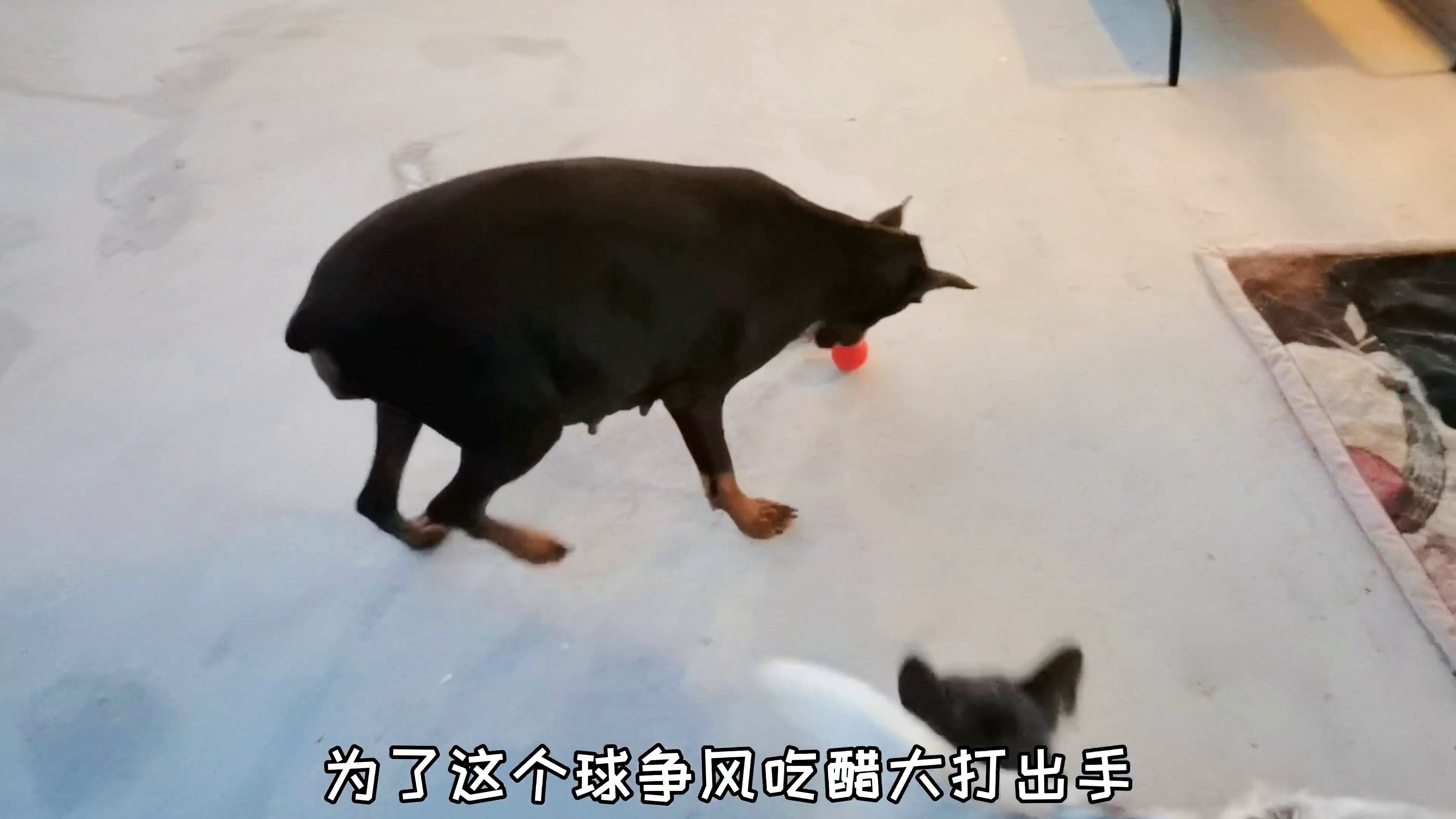 cba是什么：cba参加cba比赛获得了什么证书