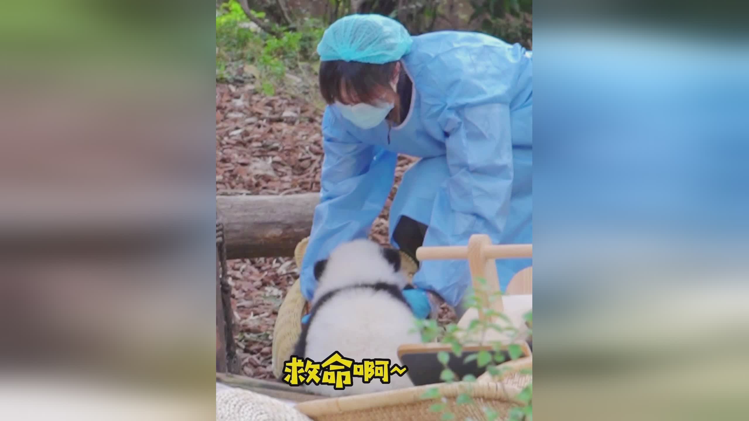 主场_我就发现自己像一只大熊猫，她和姐姐们在一起的时候