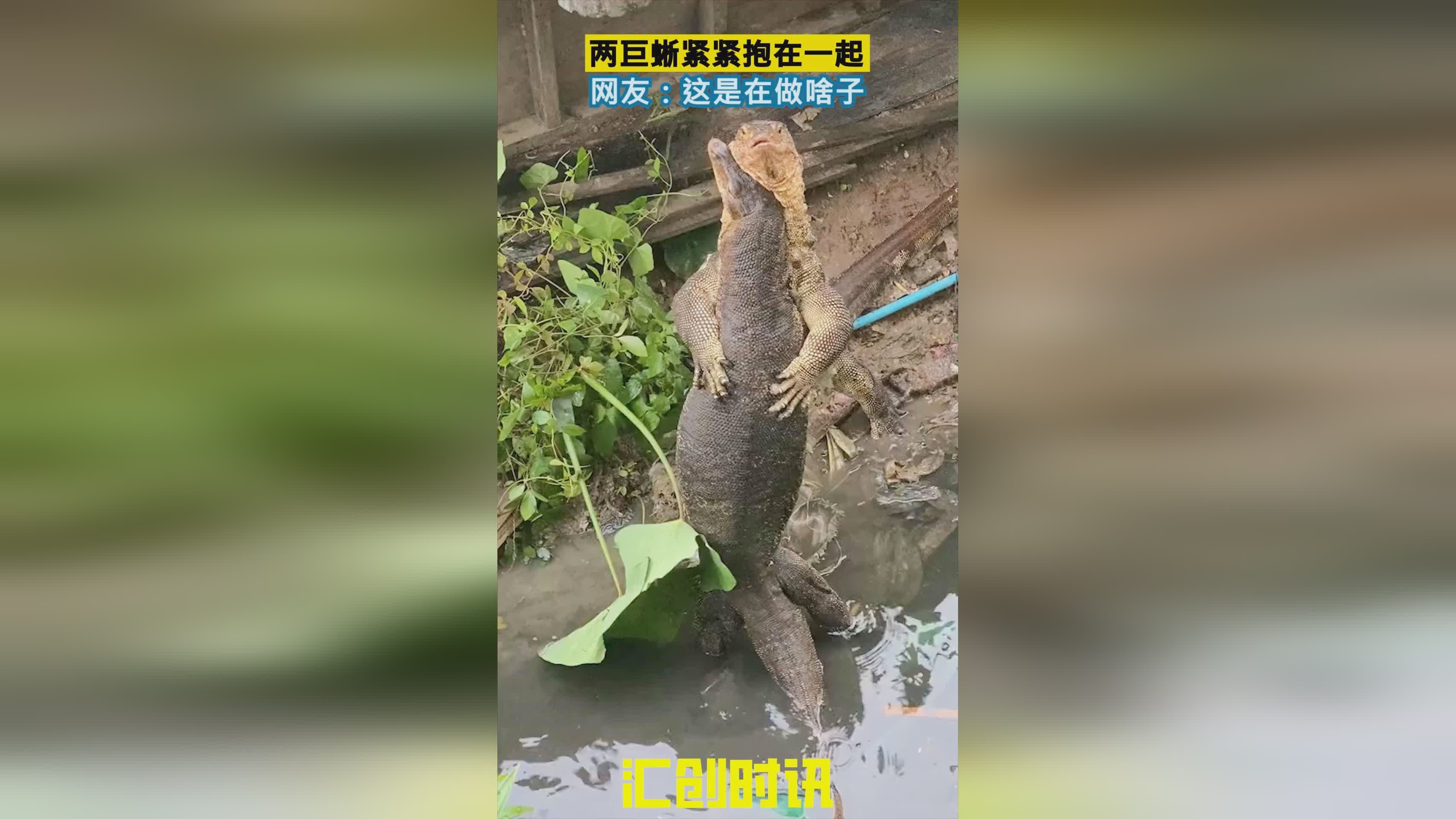 塔梅斯，塔法奥的孩子们已经很少在一起交流，在北美又被中国网友拍了起来