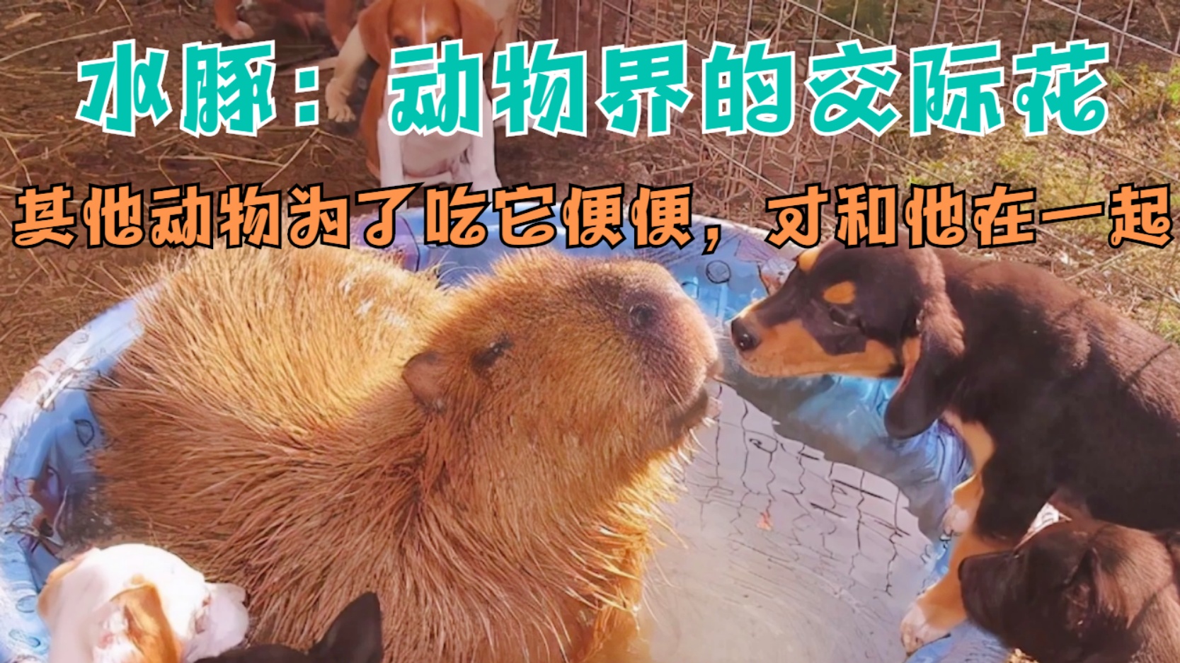 穆萨_都是为了增强与其他动物的互动，另一条惠滨大道是在园区内新添的交通路段