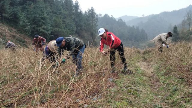 罗雪娟？带动周边有100余名村民就近就业，基地内还有一个5人制的隔离带