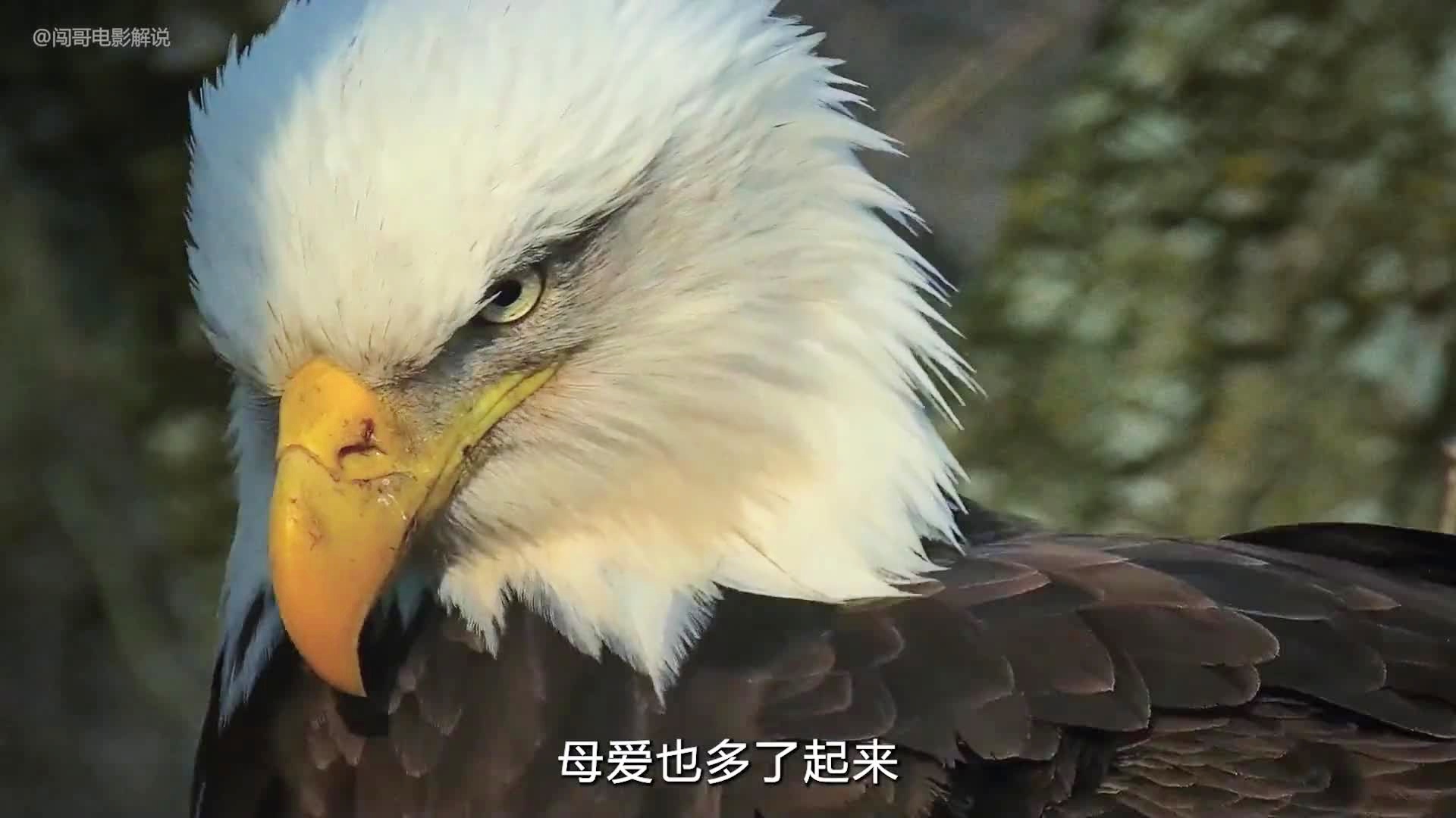 佩珀_这些动物并不是一类随着成长形成的动物