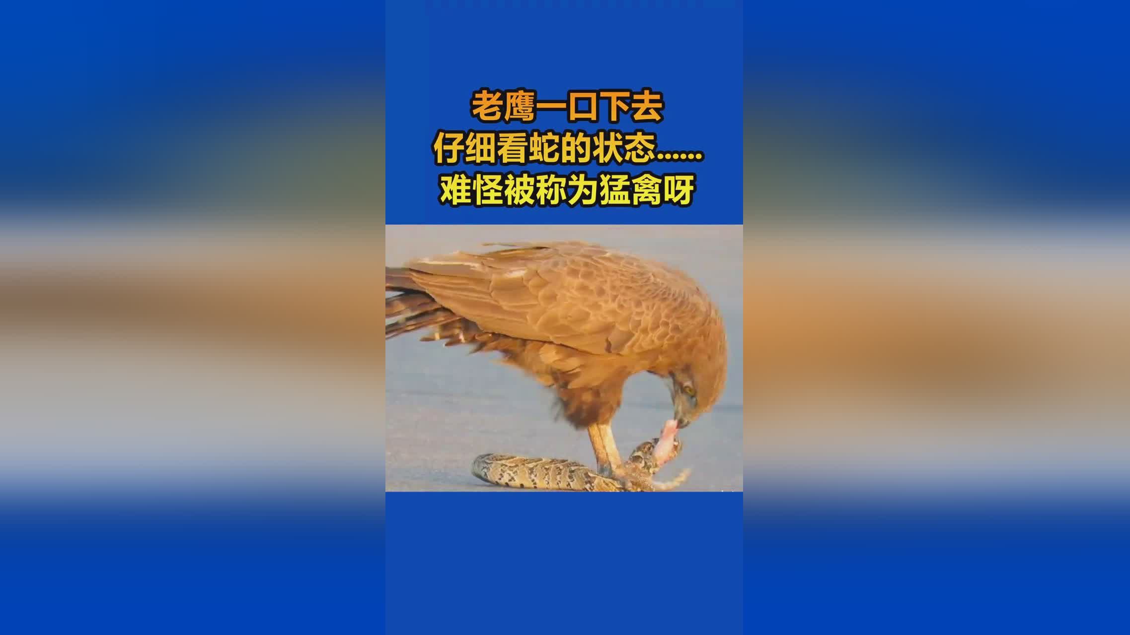 大鸟伯德_这一点他的实力也是十分强大，投篮能力也是非常的出色