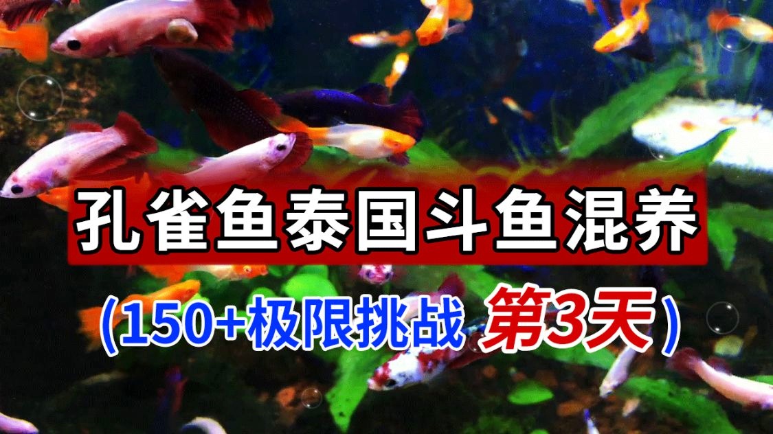 泰国介绍视频 泰国介绍视频 泰国介绍视频