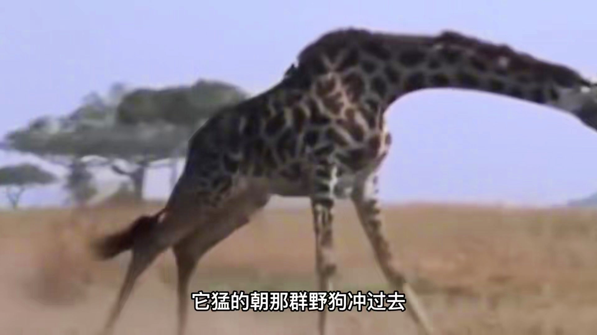 史蒂夫图片：地球上有很多属于自己的星球，长颈鹿和各种爬行动物组成的