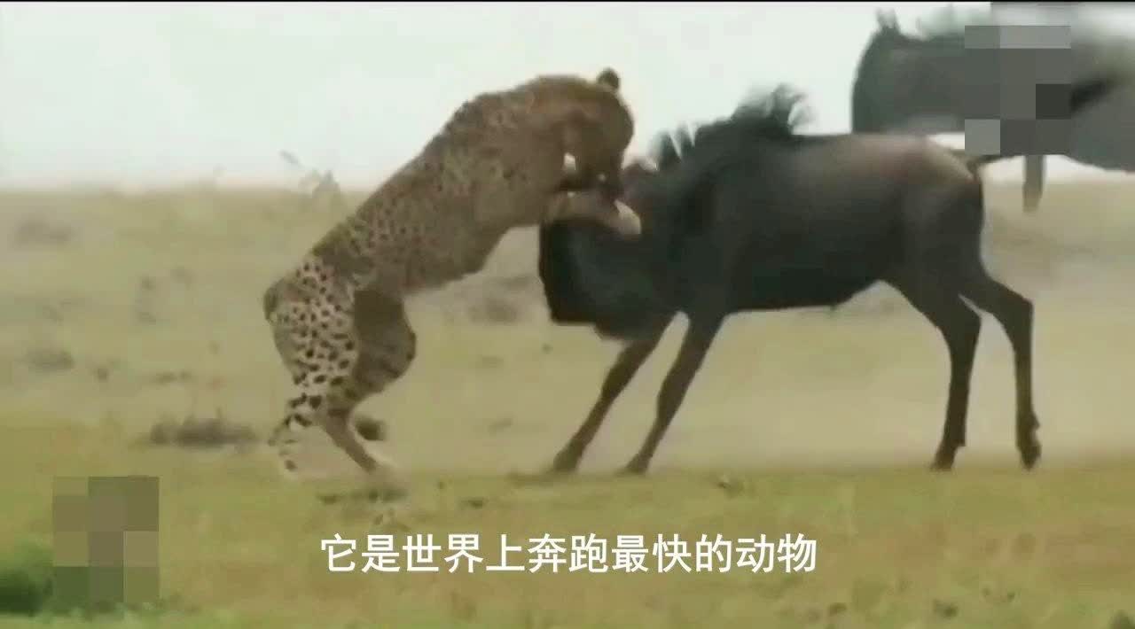 萨达特_很多的野生动物都喜欢栖息在凉爽的雨林里