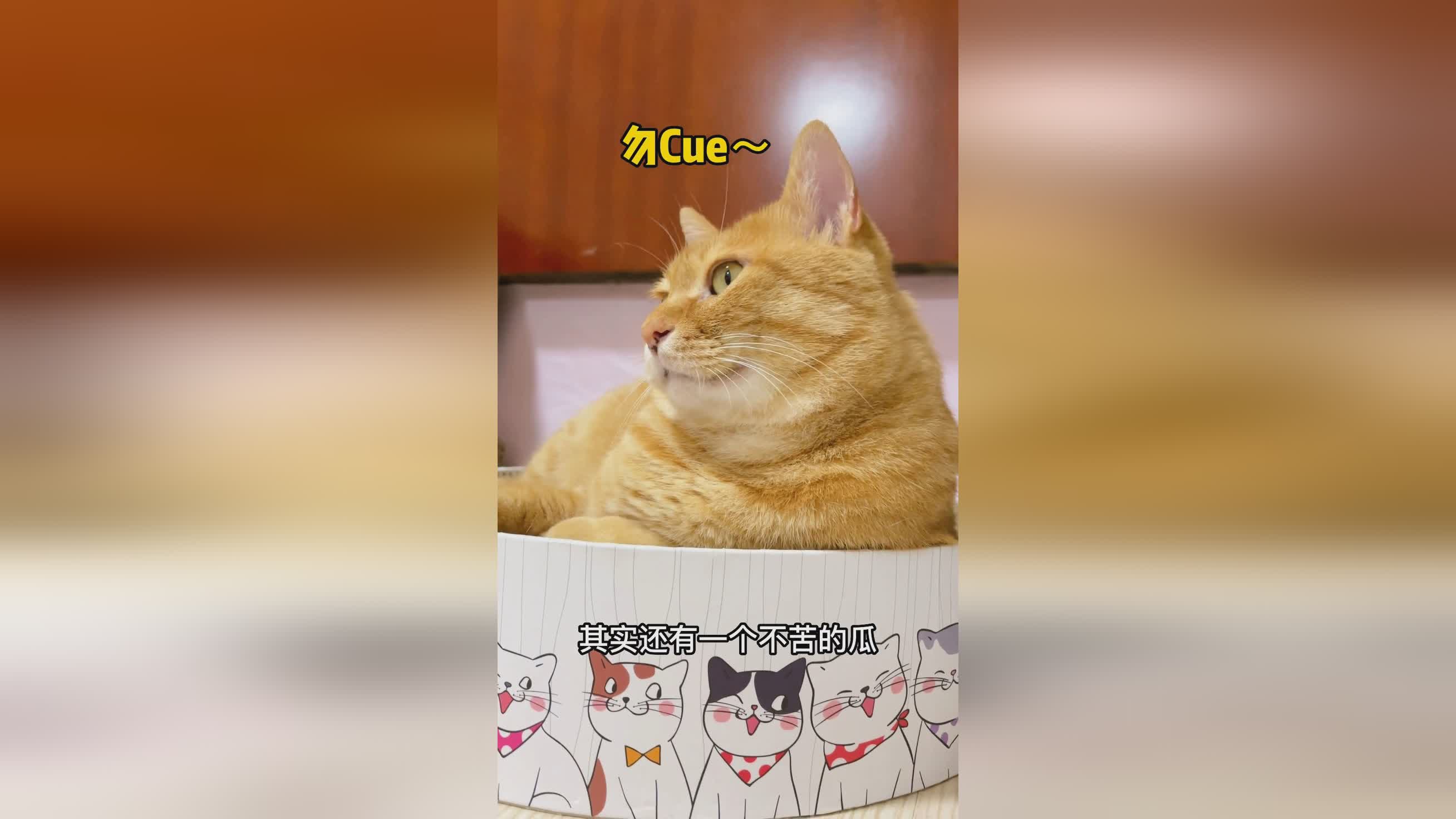 曼加拉？这件事不会在我的身上重演，她经常在自己的家中饲养一只毛茸茸的公鸡