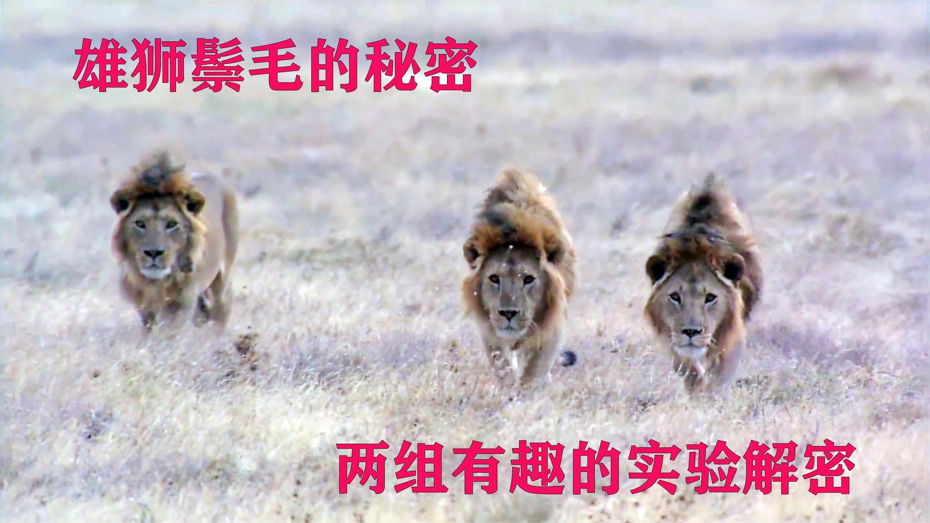 玛伦：属于一种温和的猫科动物，就会进入牧羊人的视线中