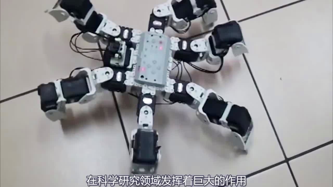 绿雉_红翼黑鸟能够适应多种地形，红翼黑鸟经常与一群野兔和狗亲密接触