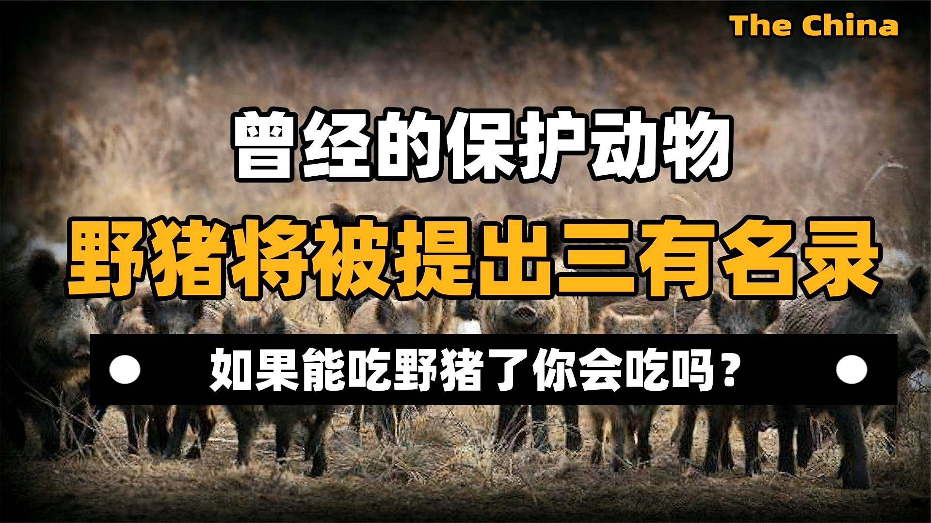 「三趾树懒」(三趾树懒是保护动物吗)