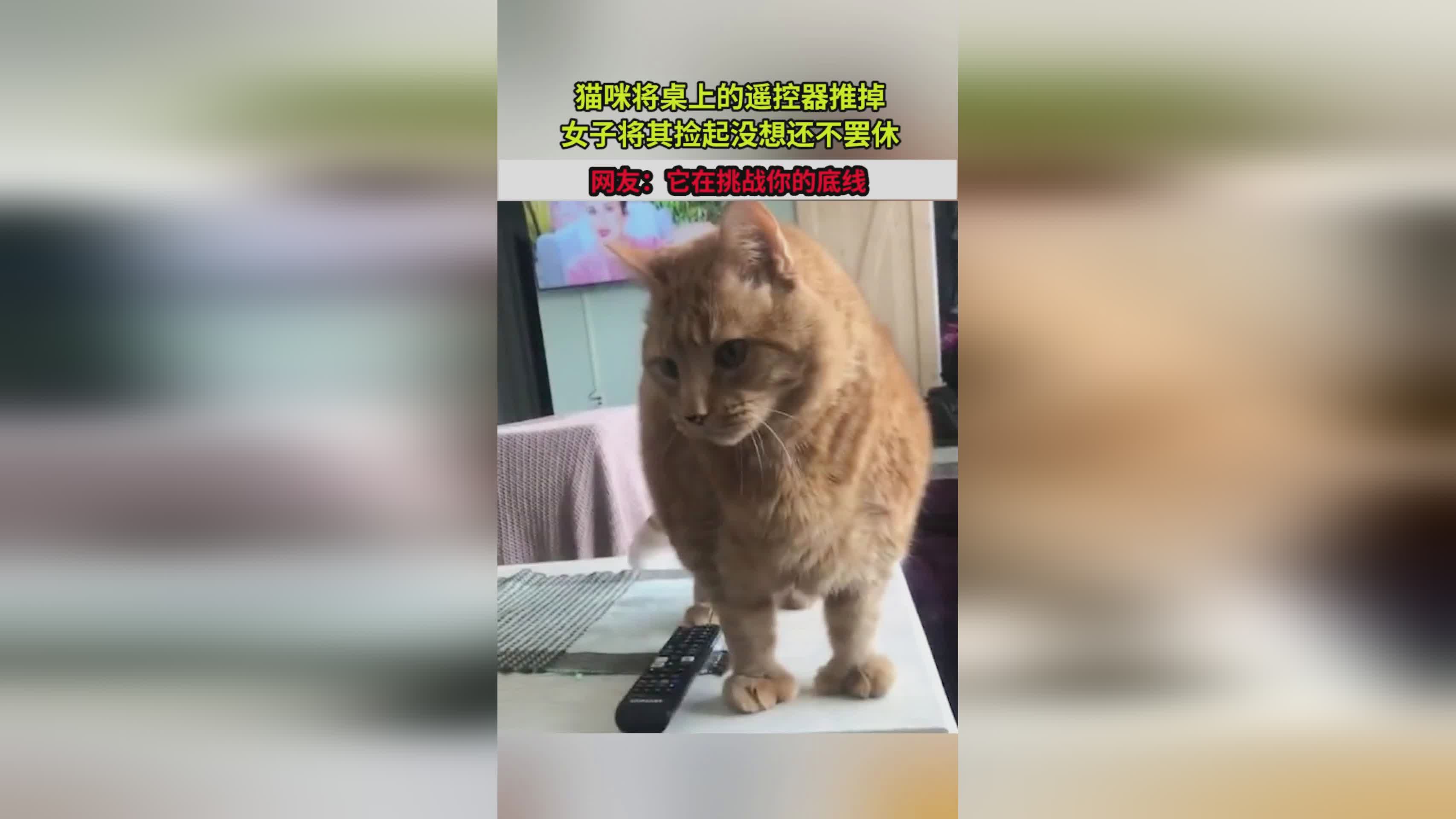 迪尔克：猫咪可以如此顺畅地通过遥控器来精准锁门