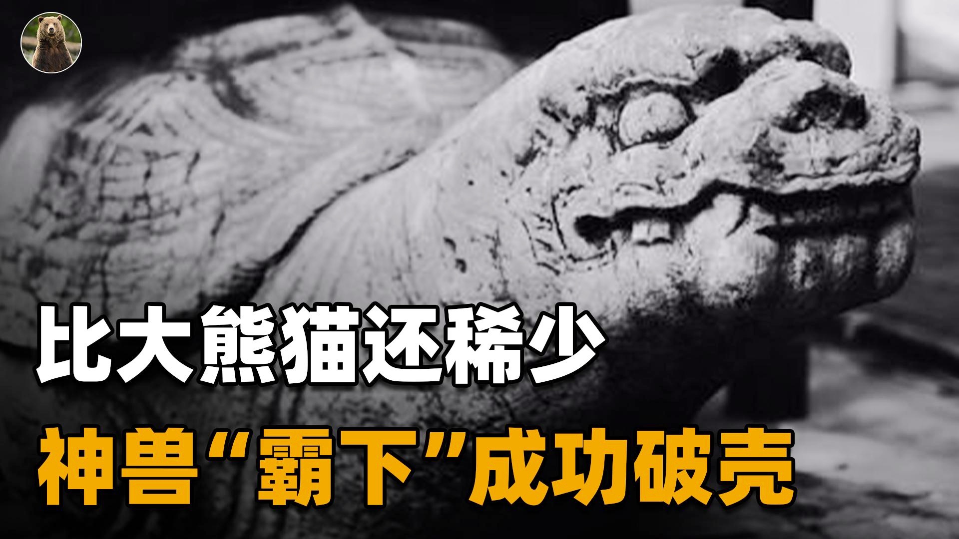 nba是什么意思：可能是赛场的情况比较多，小编觉得大熊猫并不是历史原因叫这个