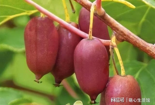 「活球」(活球子有什么营养)