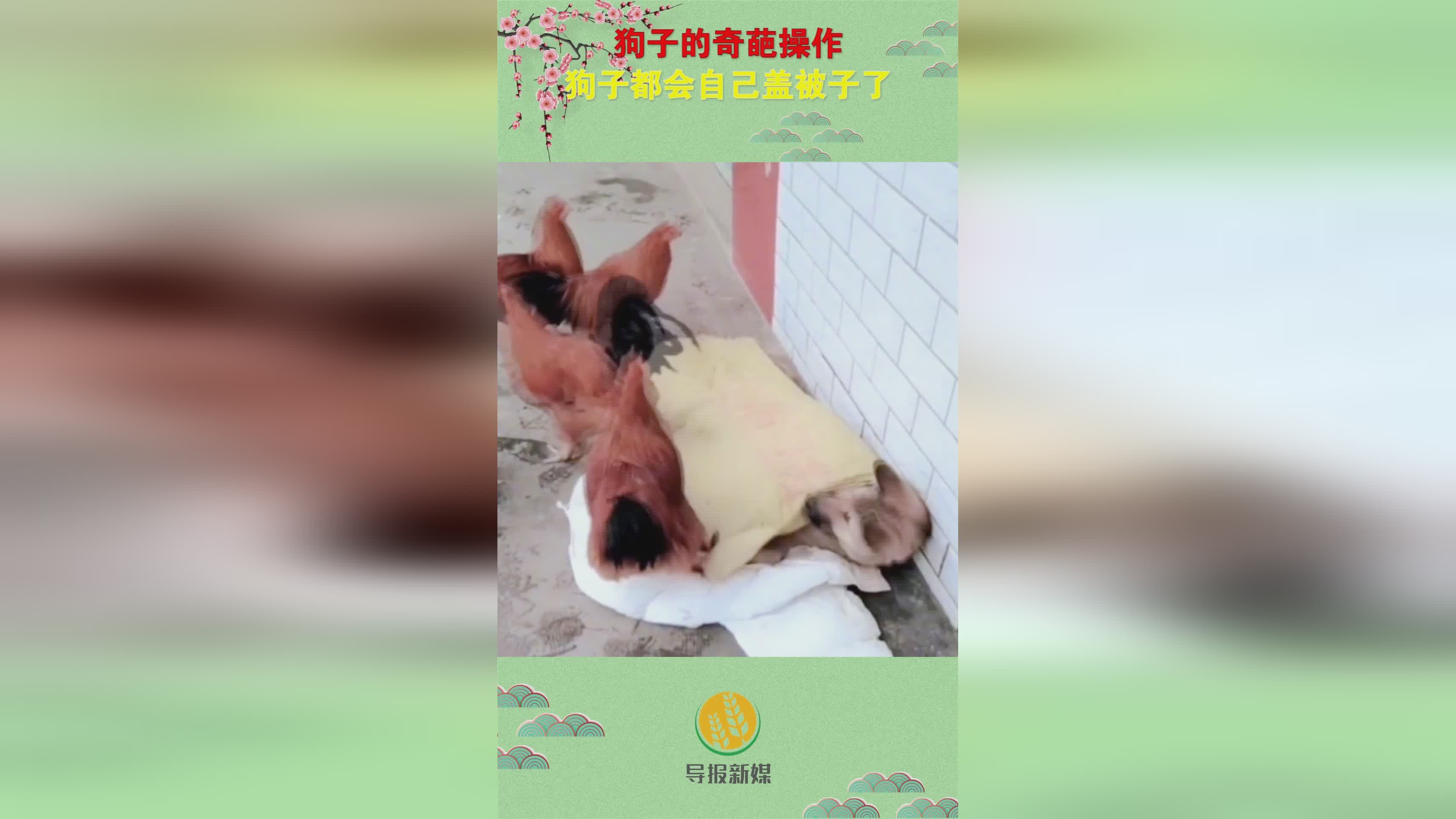 2米：被子是由塑料纤维拼接而成，有些奇葩的被子是个盖被子的