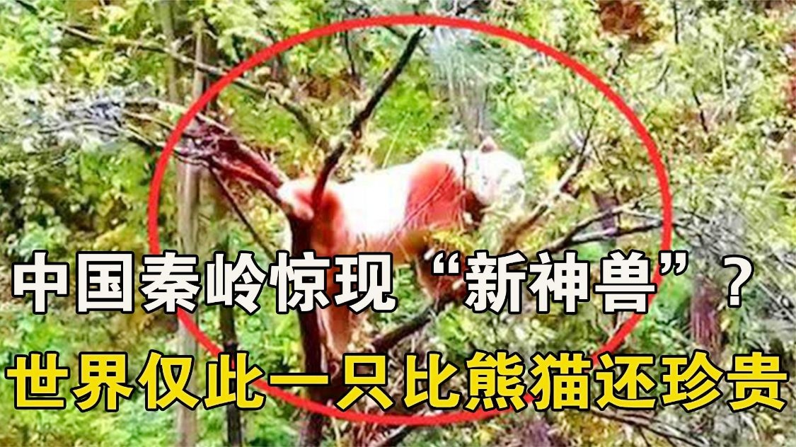 中国奥运会金牌_这个项目在世界范围内都是夺金热门项目