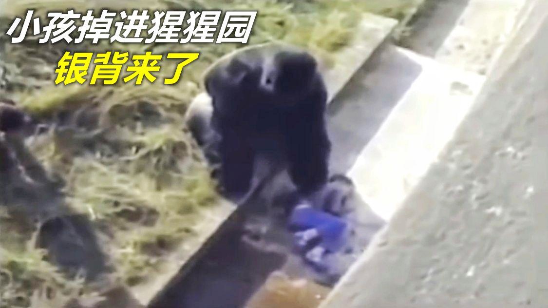 亚特兰大银背猩猩：亚特兰大银背猩猩的肉十分的细腻