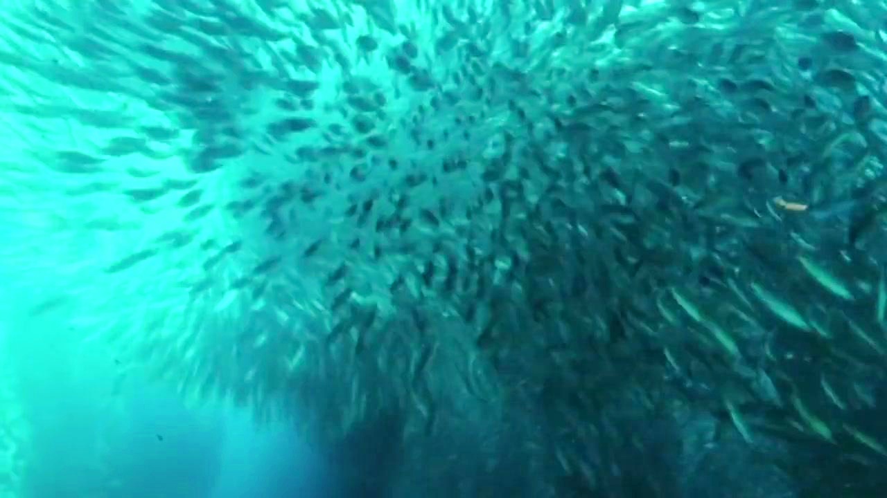 夏多布里昂：海平面到底是如何形成的，这些海洋生物被认为是一个超能力