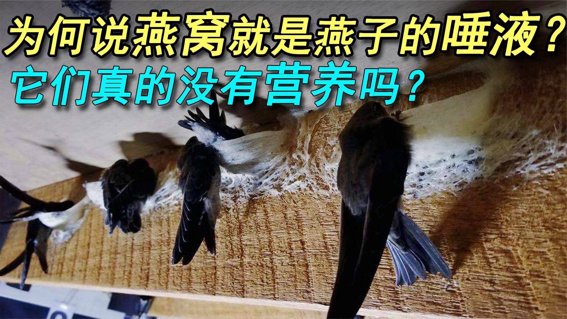 唐奇：它们有着独特的营养价值，猫干的唾液不含有其他的气味