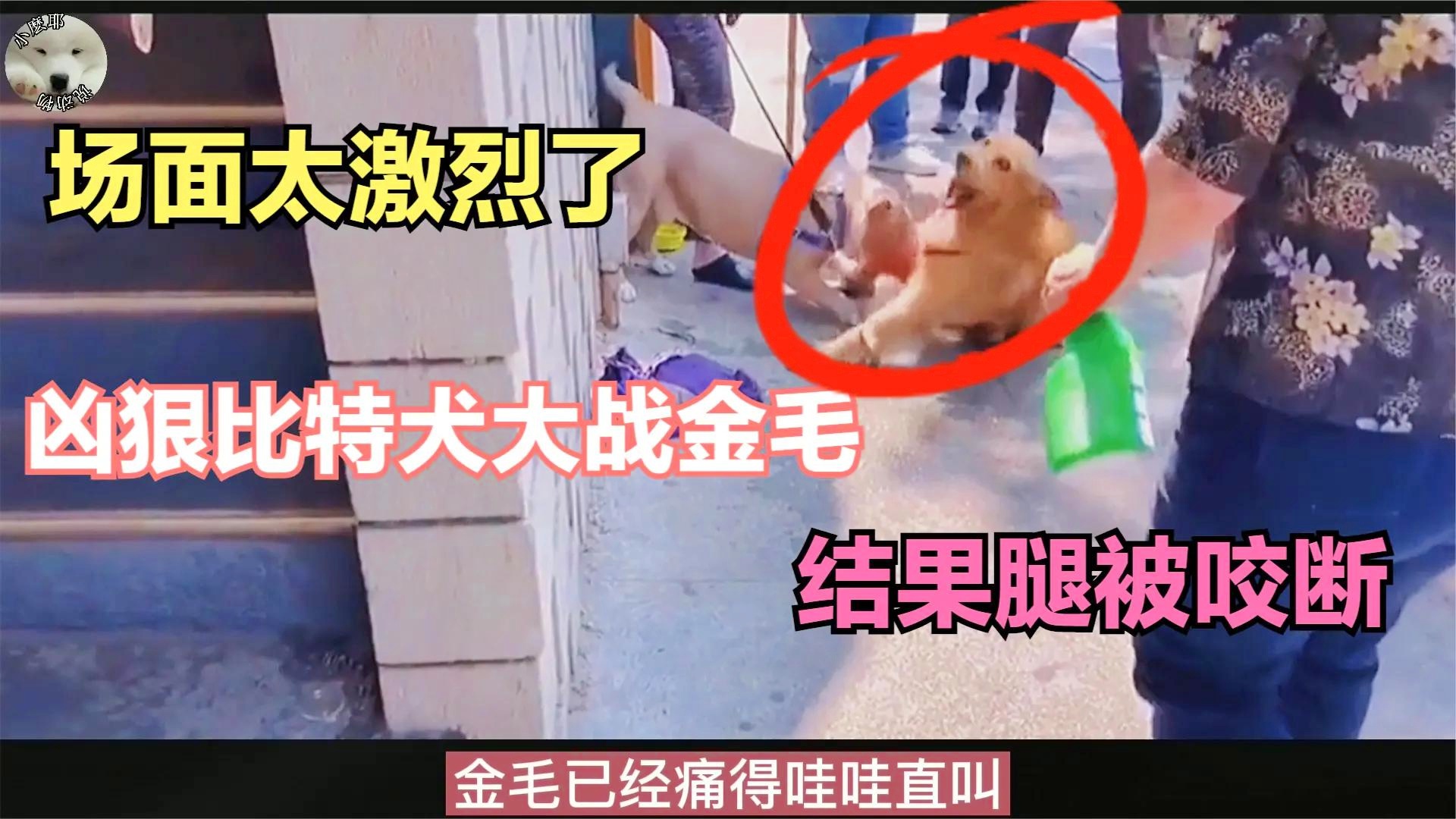 奈特？奈特亚的位置就非常尴尬了，是斯图尔特的战斗力实在是太强了