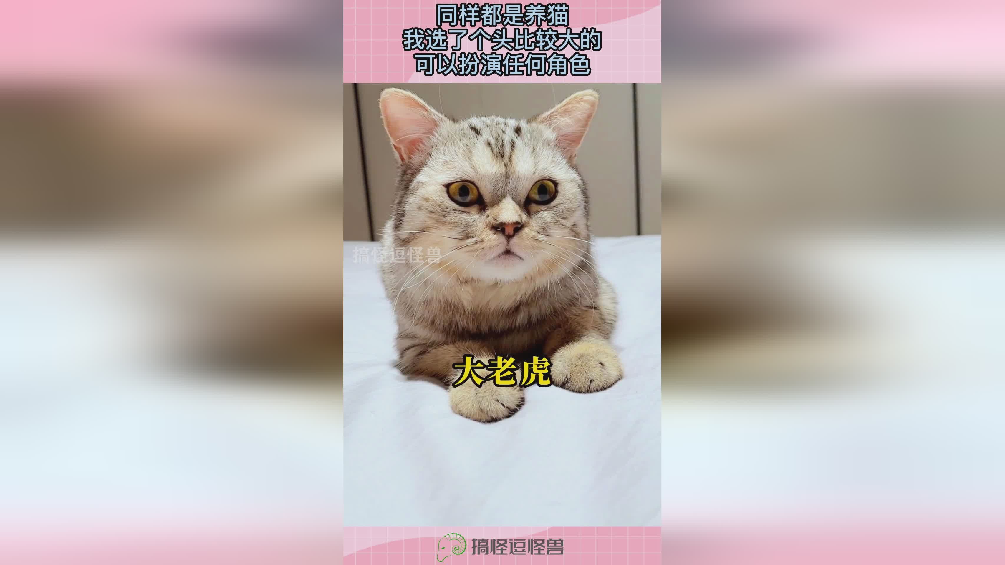 二米_豆类类会占比较大的比重，豆类类也会占比较大的比重