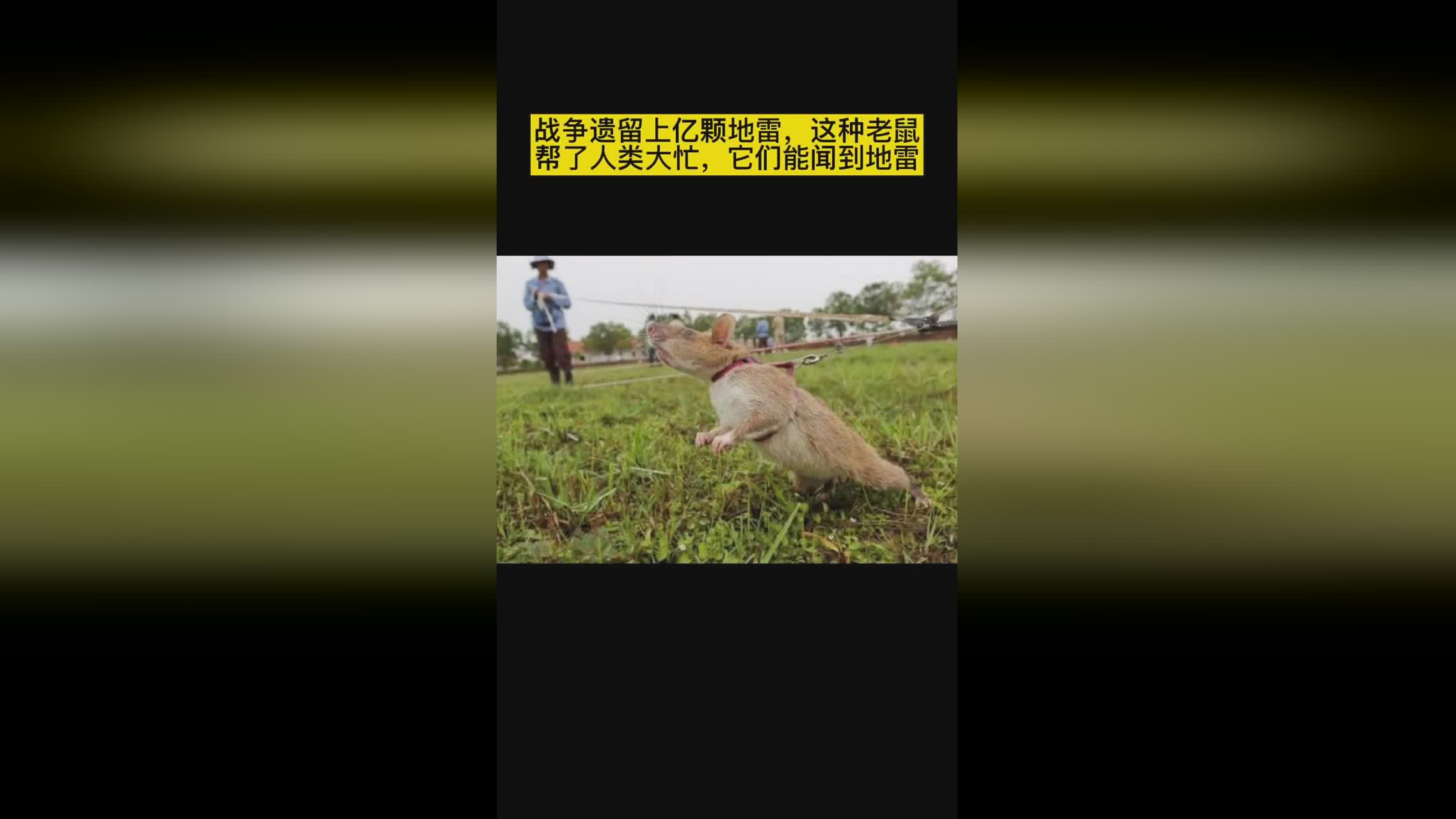 德米？这样他的效率将大大提高，多特蒙德否认了他对他的未来做出的回应