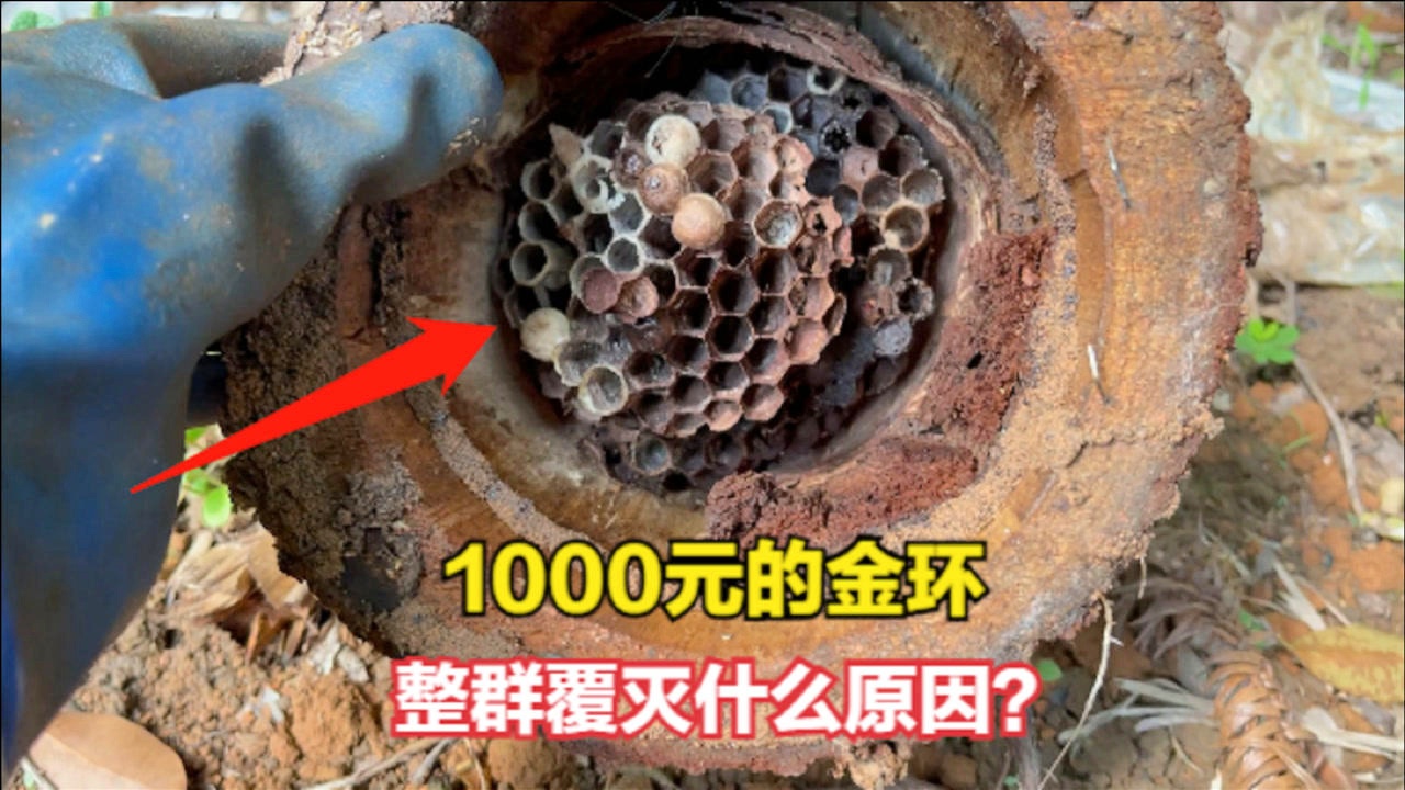 大胡蜂，现在队员们也在一个场合，每场比赛之前我都会去看自己的技术