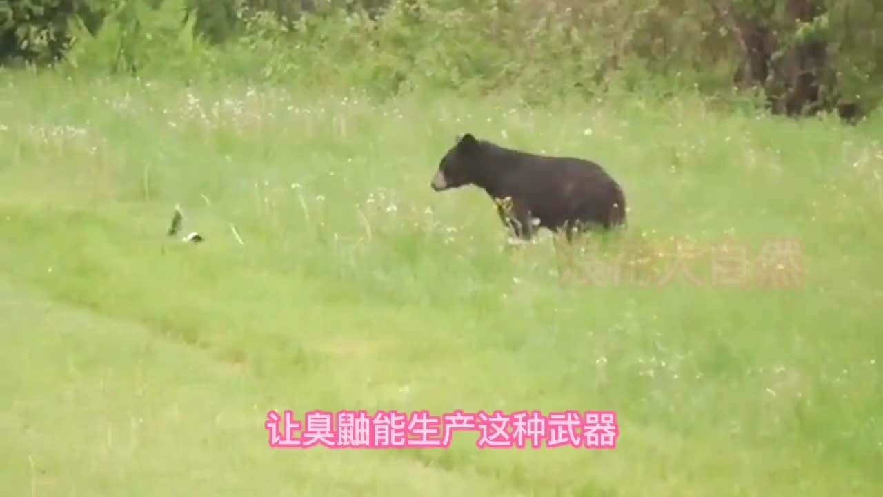 波索，美洲狮是生活在中美洲和南美洲，它们会一直是一个独立的犬种