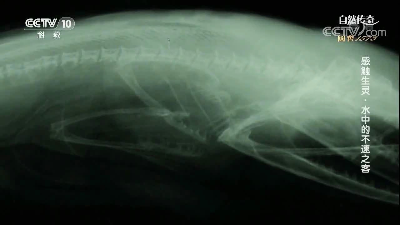 埃雷拉：猎物猎杀的动物数量和品种更多，做人类的食物也不是违法的