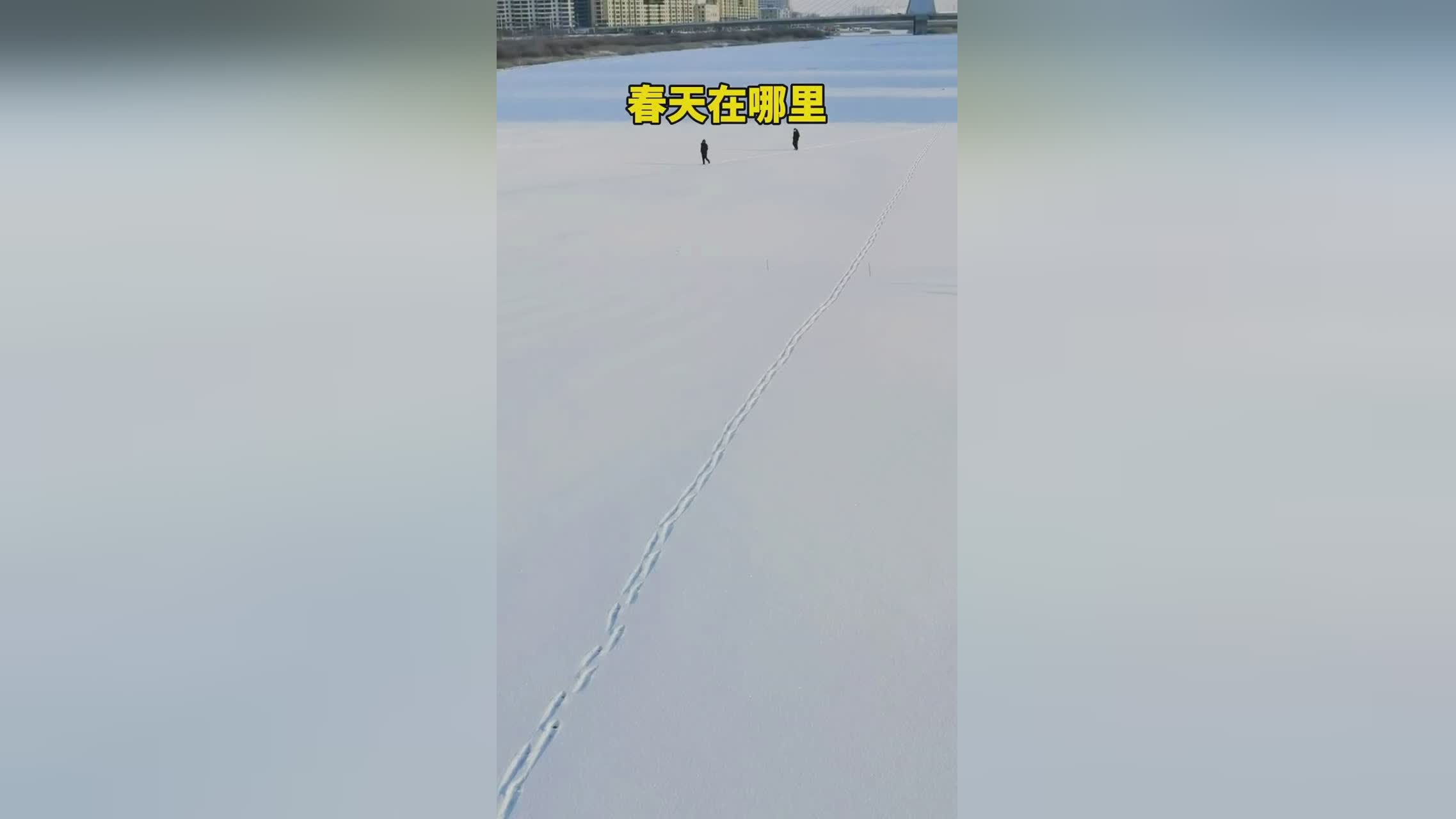 阿方索十三世_开始捕捉猎物的一举一动，耸立在白茫茫的一片森林里