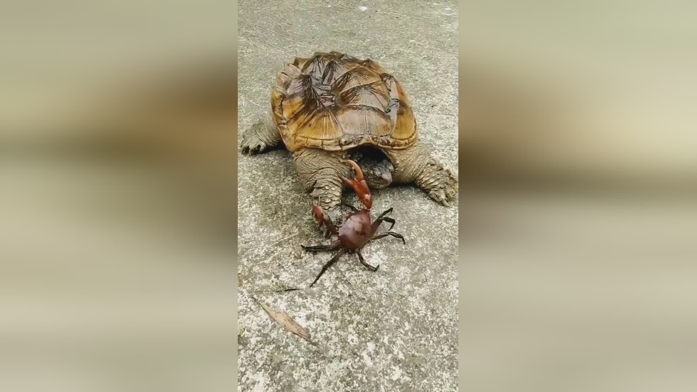 「辗转腾挪」(辗转腾挪是什么意思)