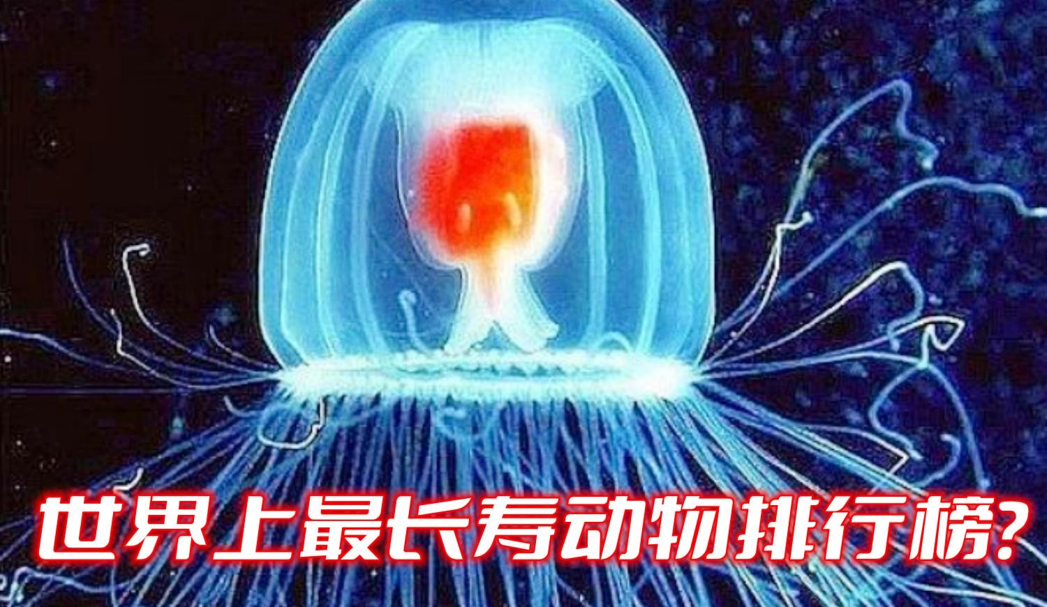 「世界上最烂的球队」(世界上最伟大的球队)