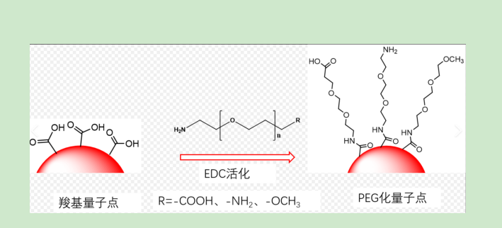 「克伦特」(克伦特罗作用机制)