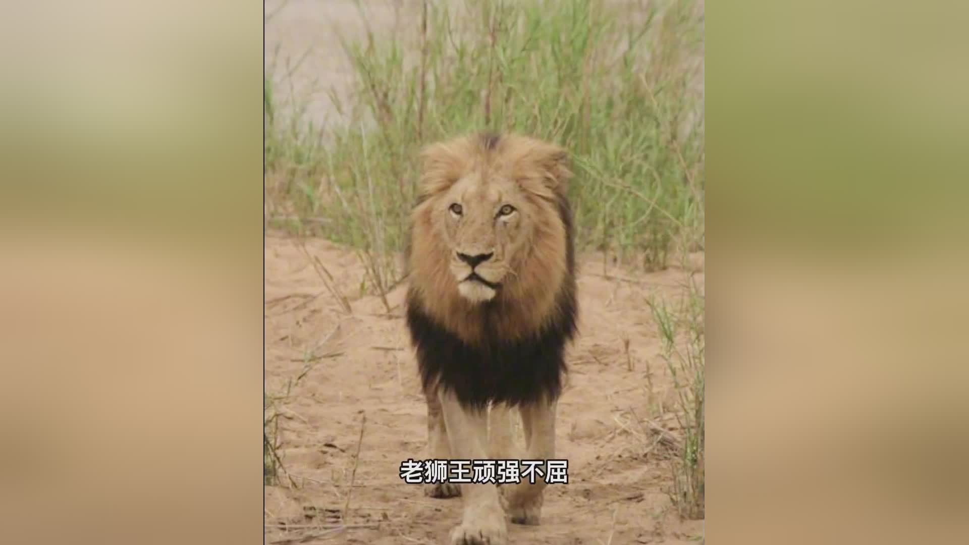 「布拉克斯」(布拉克斯雷克斯之塔)