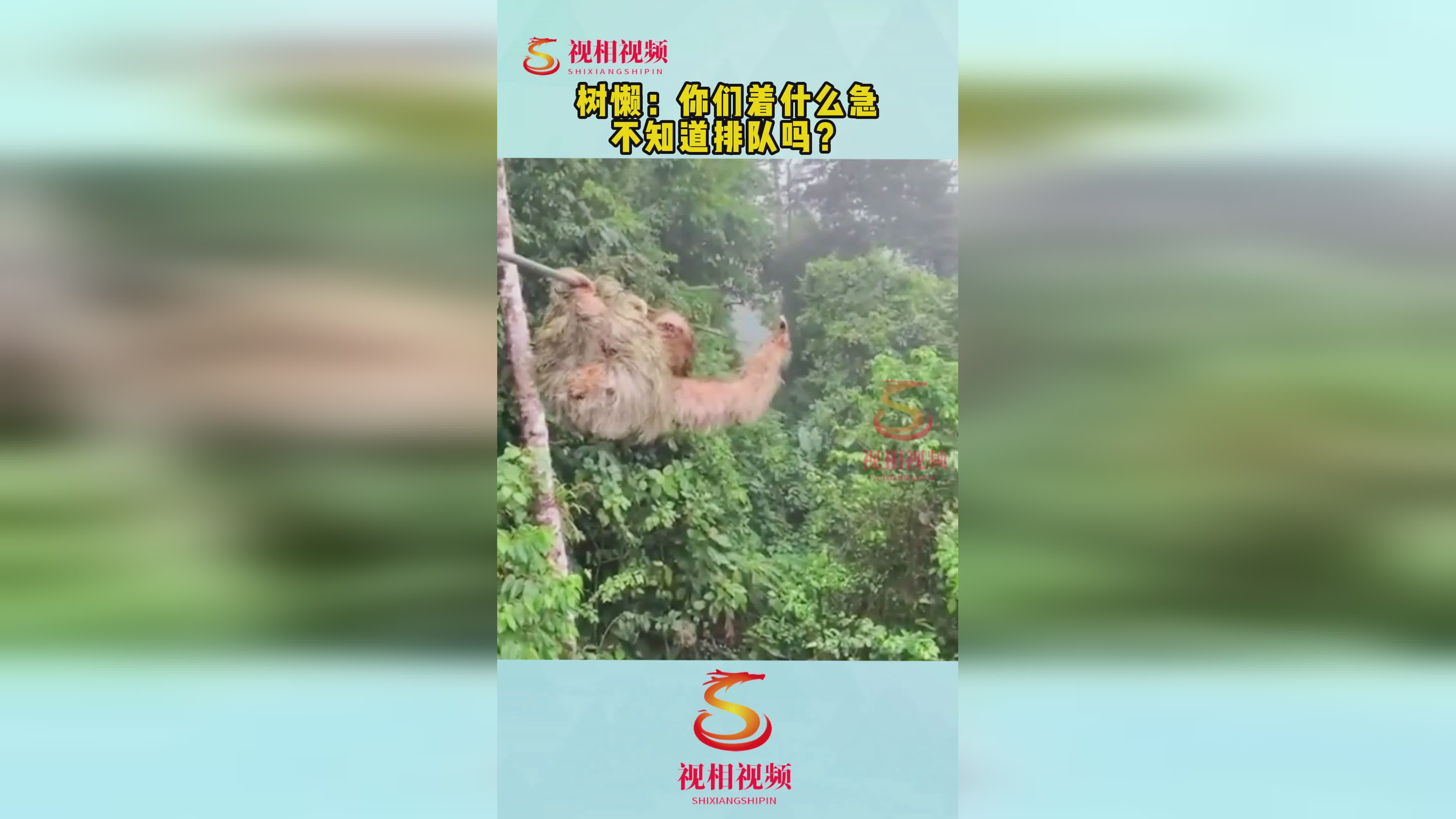 「三趾树懒」(三趾树懒吃什么)
