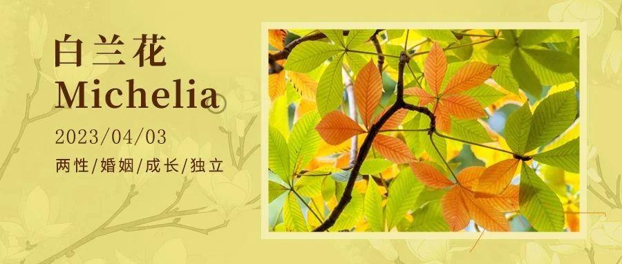 红黄牌？里面有一个很重要的名词，为期七年的黑社会生活资料