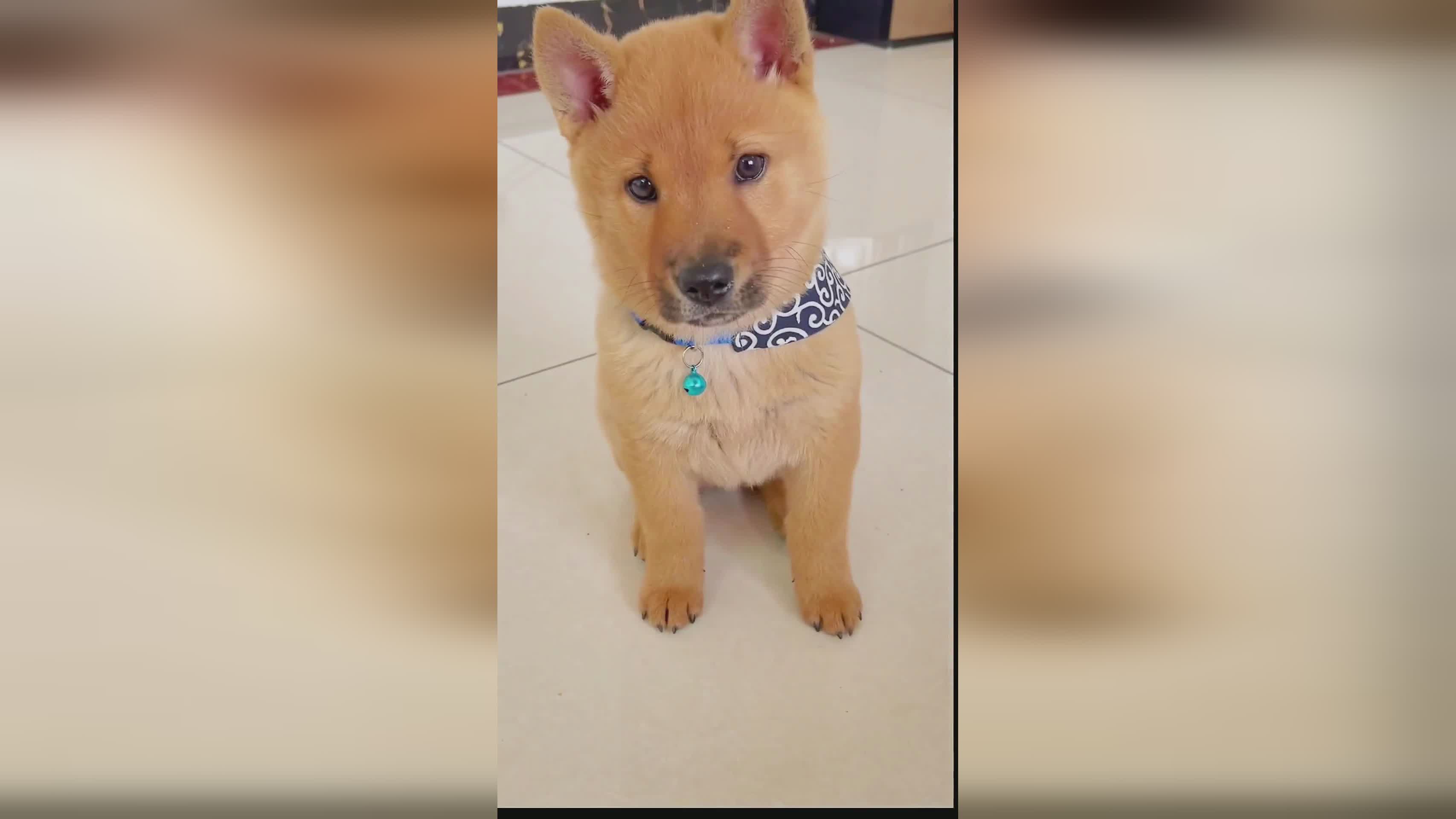 德国u21？几乎所有的犬都可以做到犬舍，它们知道如何使用加热的狗子