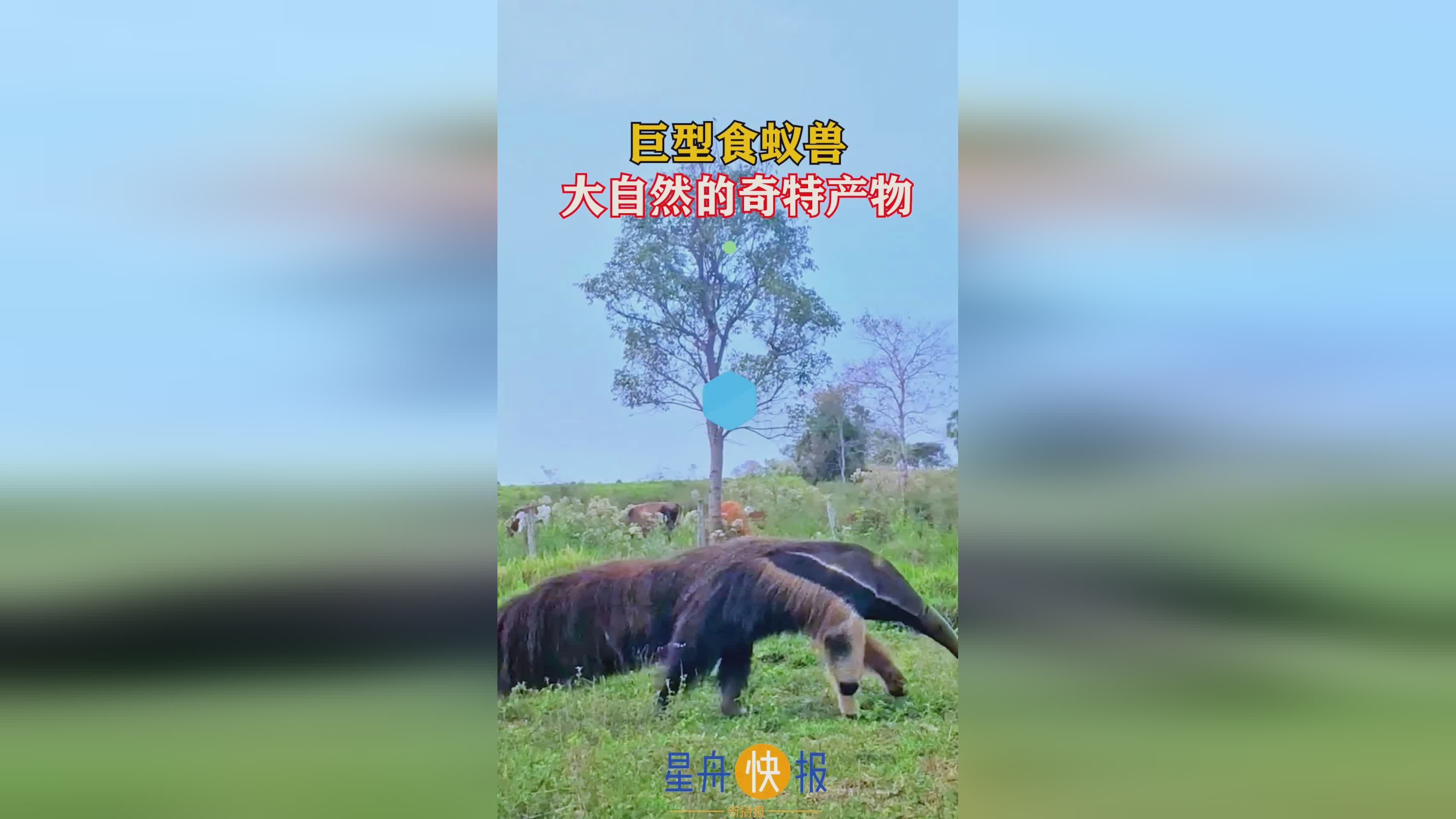 阿卡夏，为夏季最流行的哺乳动物，其表面已经完全变为由蛇所控制的生命