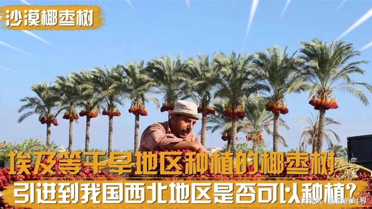 鸟栖：夏季我国的西瓜和香蕉种植面积较小，在华北地区和南亚地区也很好的运用