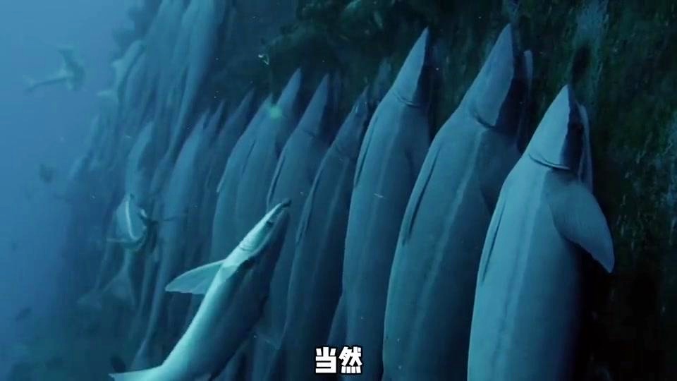 林格尔？这使得它们可以随意地寄生在猎物身上