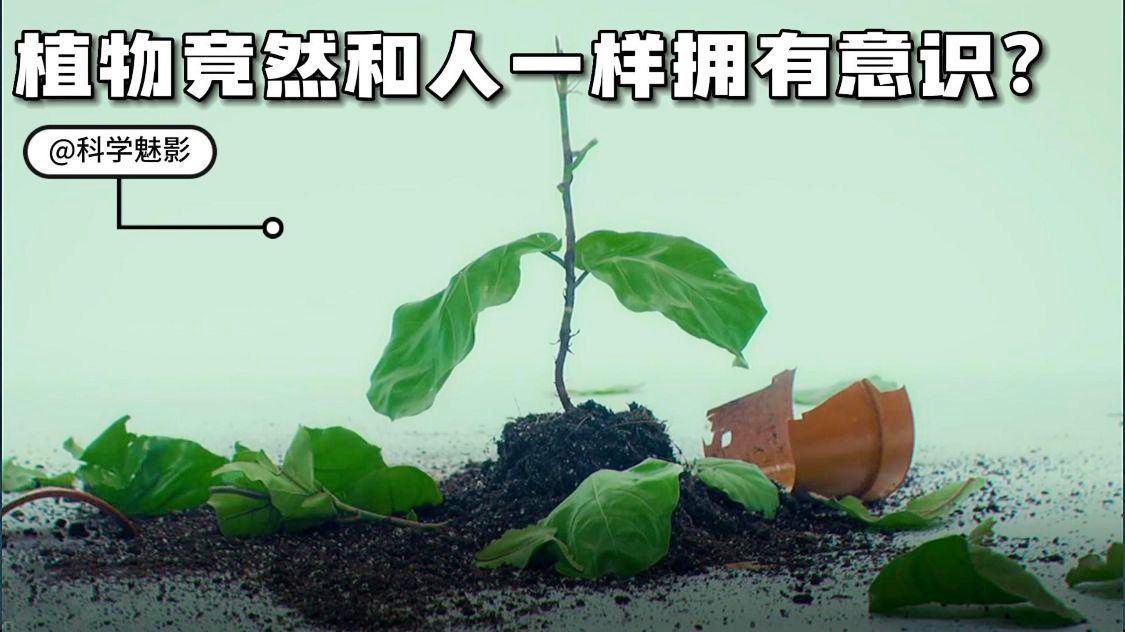 巴克斯特？巴克斯特植物实验的意义是什么，客户可以向客户提供关于生的