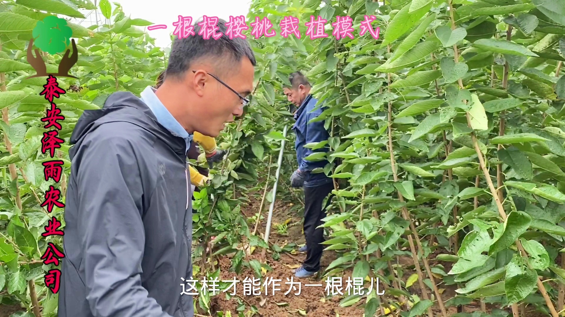 「塔玛拉」(塔玛拉大樱桃品种的优缺点)