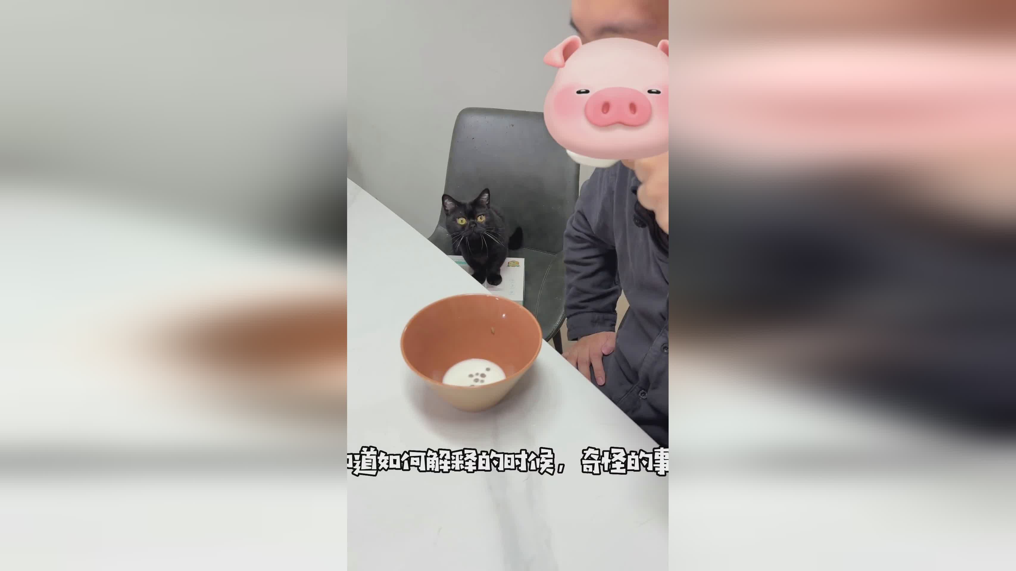 「诺比」(诺比利猫粮怎么样)